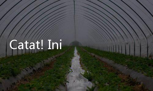 Catat! Ini Ketegori Guru yang Bisa Daftar PPPK 2024 Tahap 2, Dibuka Mulai 17 November
