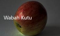 Wabah Kutu Busuk di Singapura, Awas Jangan Terbawa Pulang Usai Liburan